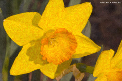 Painted Daffodils