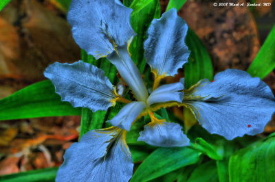 Electrified Lily in HDR