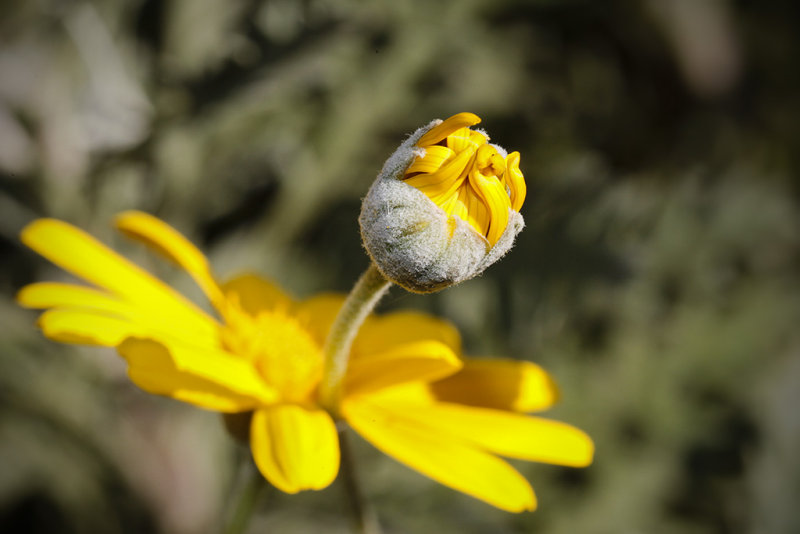 Botanical027.jpg