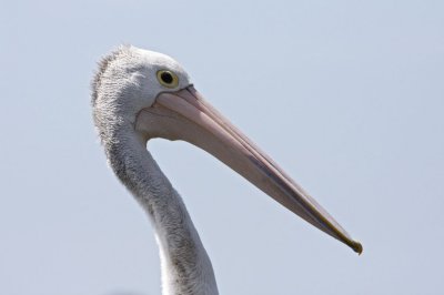 Carrington010.jpg