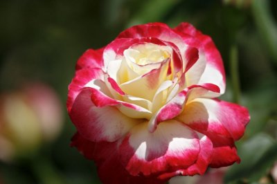 Gardens006.jpg