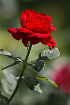 Gardens007.jpg
