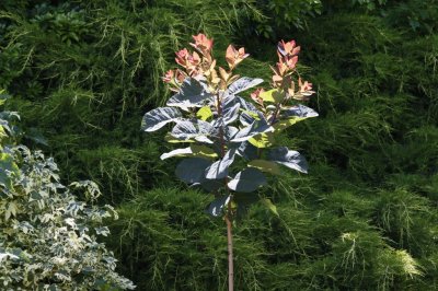 Gardens011.jpg