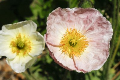 Gardens018.jpg