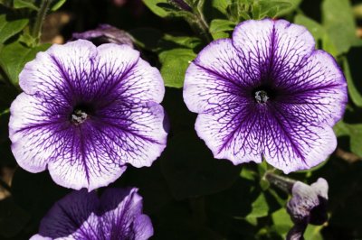 Gardens026.jpg