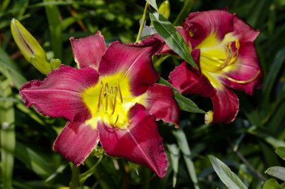 Gardens027.jpg