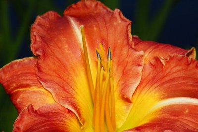 Gardens029.jpg