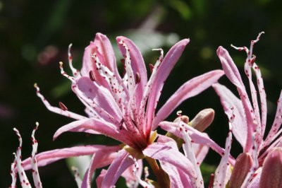 Gardens031.jpg