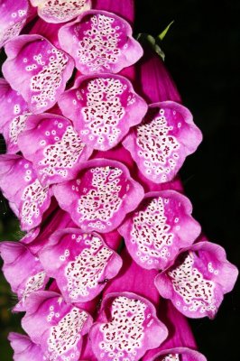 Gardens033.jpg