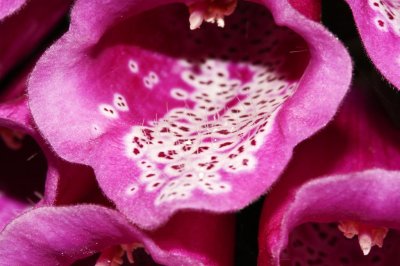 Gardens034.jpg