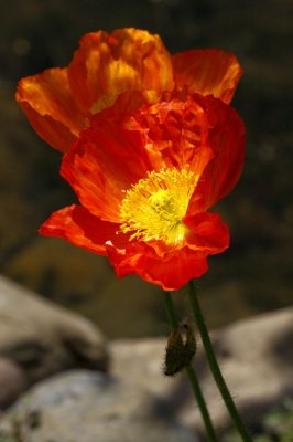 Gardens036.jpg