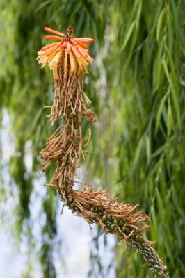Gardens037.jpg