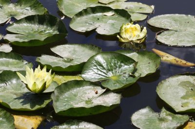 Gardens038.jpg