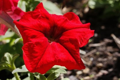 Gardens039.jpg
