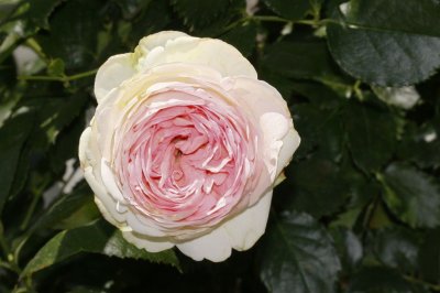 Gardens040.jpg