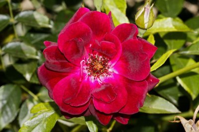 Gardens041.jpg