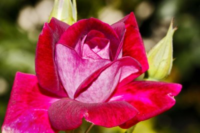 Gardens042.jpg