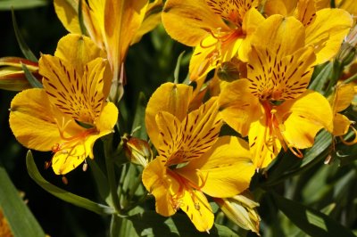 Gardens047.jpg