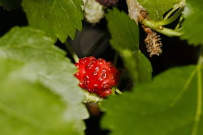Gardens048.jpg