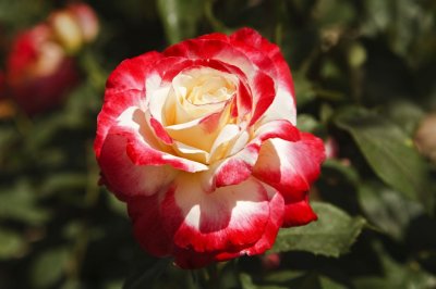 Gardens063.jpg