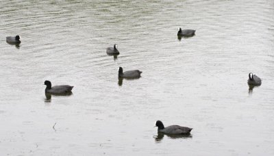 Wetland007.jpg