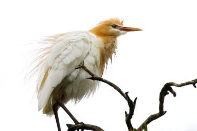 Wetland018.jpg