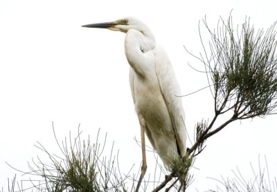 Wetland030.jpg
