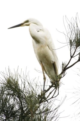 Wetland031.jpg