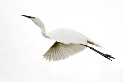 Wetland034.jpg