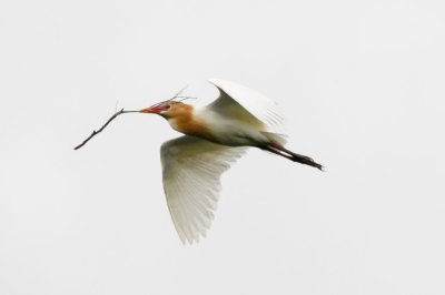 Wetland035.jpg