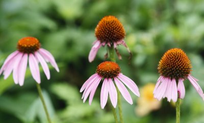 Gardens002.jpg