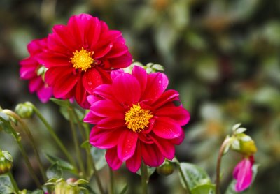 Gardens004.jpg