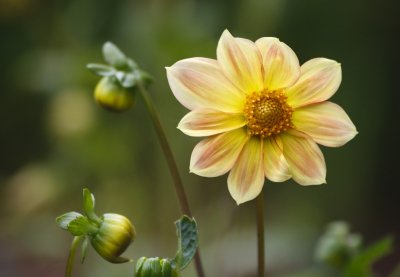 Gardens005.jpg