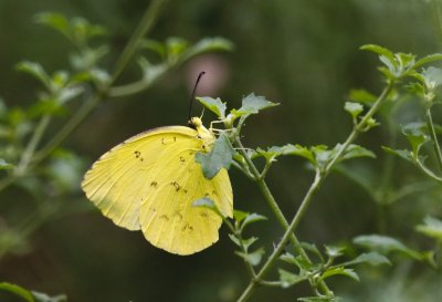 Gardens007.jpg