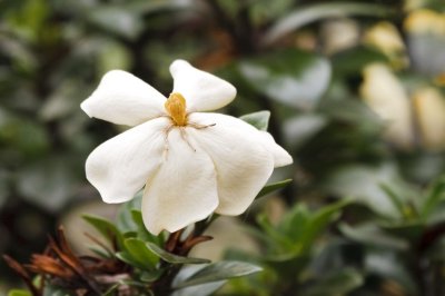 Gardens013.jpg
