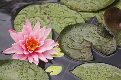 Gardens014.jpg