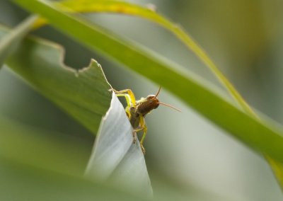 Gardens016.jpg