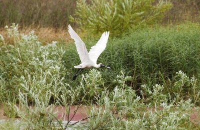 Gardens021.jpg