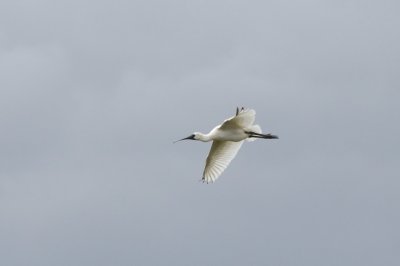 Gardens022.jpg