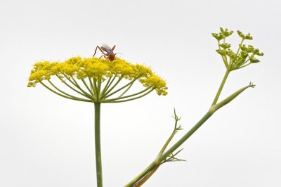 Gardens023.jpg