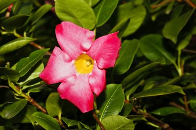 Gardens026.jpg