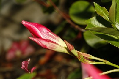 Gardens027.jpg