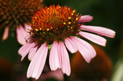 Gardens032.jpg