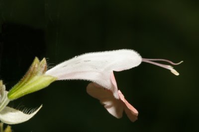 Gardens033.jpg