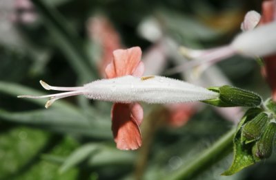 Gardens035.jpg