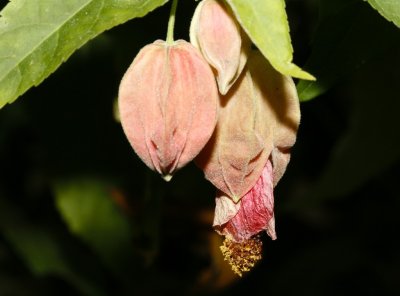 Gardens038.jpg