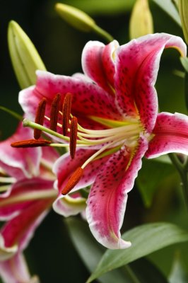 Gardens041.jpg