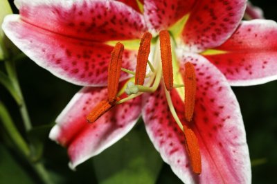 Gardens042.jpg