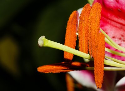 Gardens045.jpg