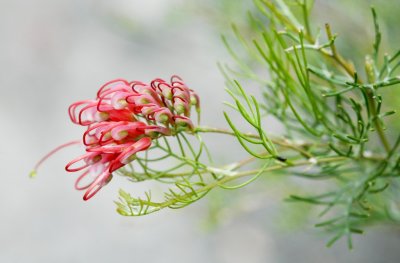Gardens050.jpg